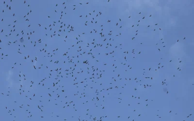 Migración Masiva de Aves