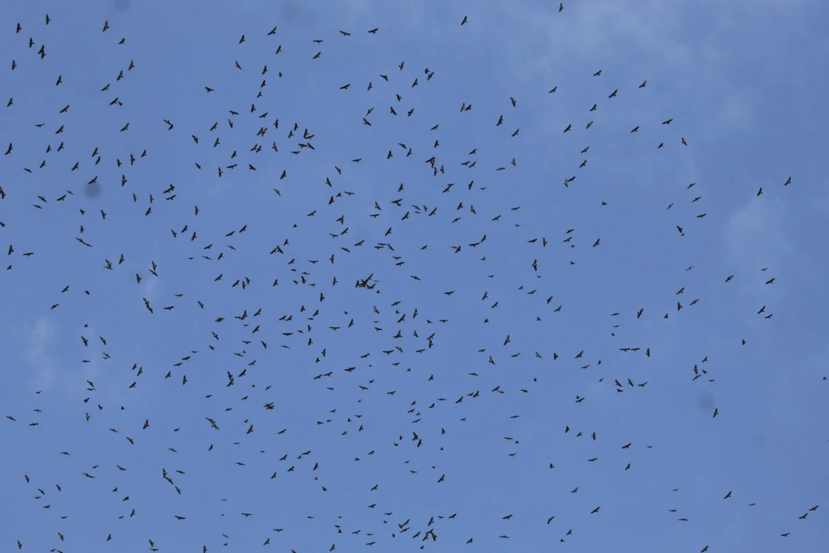 Migración Masiva de Aves